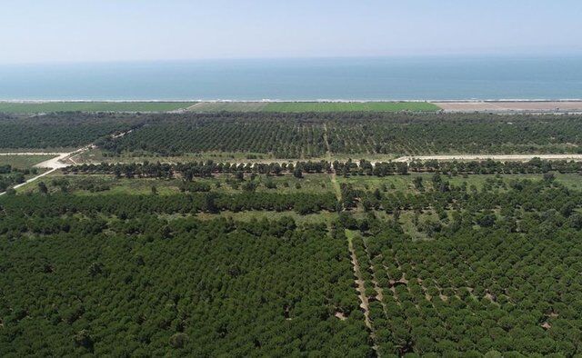 Golf Sahası Ve Otel Yapılması Planlanan Tarsus Kulak Sahili (Dha)