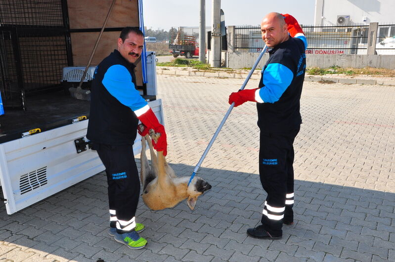Kıskaç Köpek Toplama