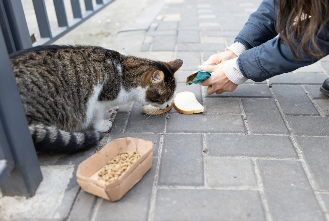 Stray Cats Eating On The Street A Group Of Homele 2023 11 27 05 11 10 Utc 1089X730