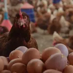 Kümes Hayvancılığında Mart 2026 Verileri Açıklandı: Yumurta Üretiminde Güçlü Artış
