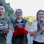 Minik baykuşlar tedavinin ardından özgürlüğe uçtu