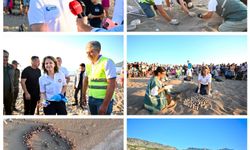 Caretta caretta yavruları Çıralı'da denizle buluştu