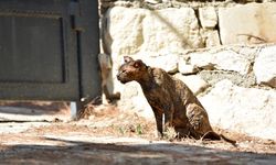 Yangından kurtarılan Luna'nın yaraları sarılıyor