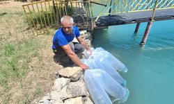 Manavgat'ta 400 bin yavru balık suya bırakıldı