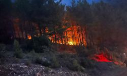 Alanya'da alevler 7 dönüm ormanı küle çevirdi