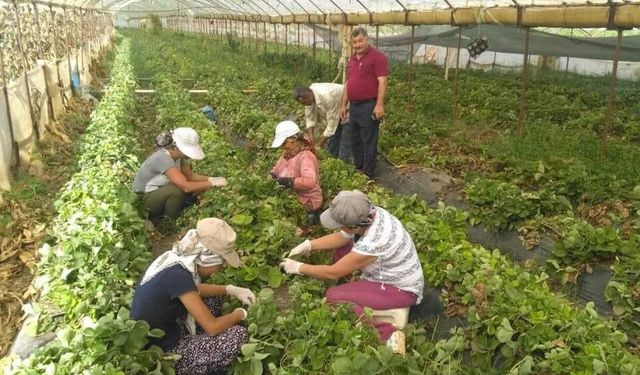 Tarım kooperatiflerinde sayı çok, etki az