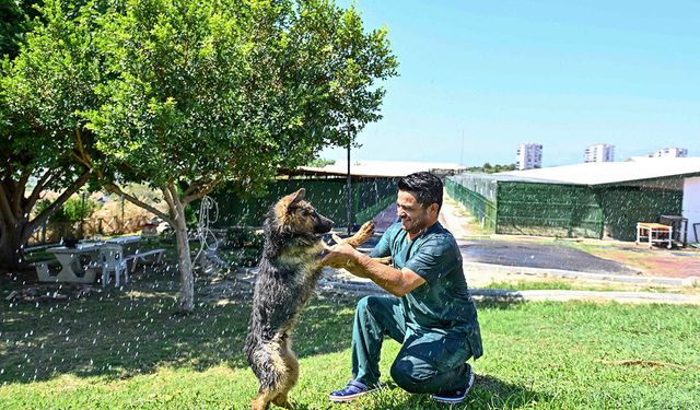 Antalya sıcağında patili dostlara serinlik