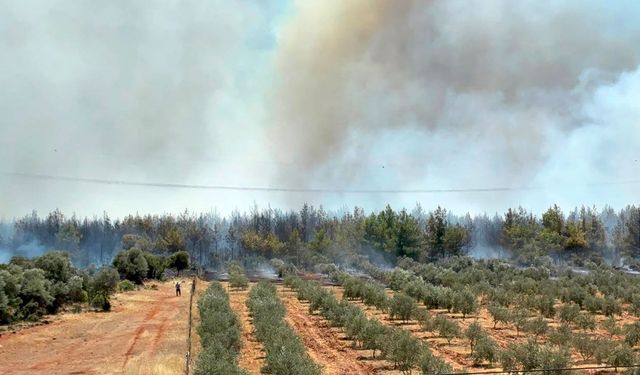 Antalya'da orman yangını