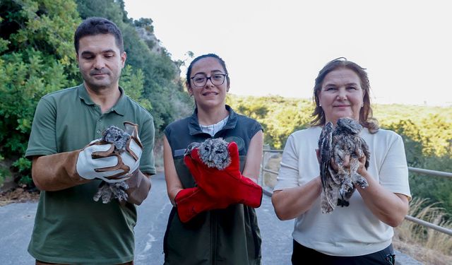 Minik baykuşlar tedavinin ardından özgürlüğe uçtu