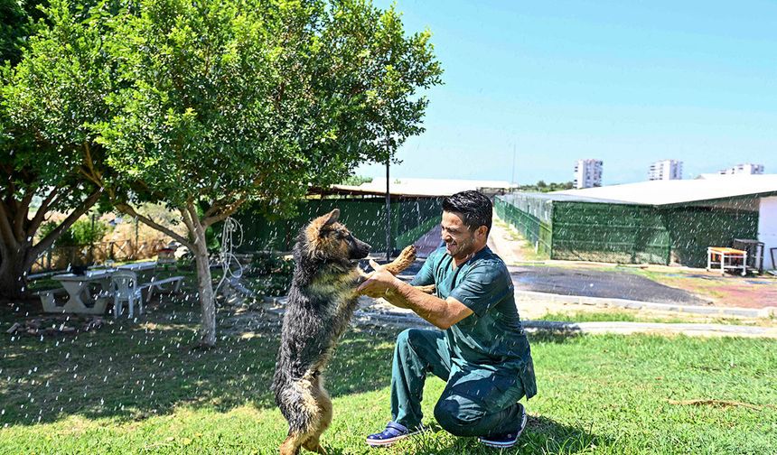 Antalya sıcağında patili dostlara serinlik
